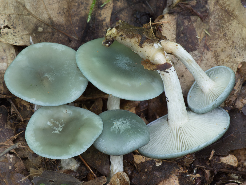 Clitocybe odora